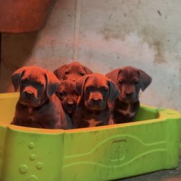 Cane Corso Puppies from The Dorado Ranch