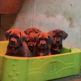 Cane Corso Puppies from The Dorado Ranch
