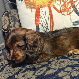 Dachshunds from DMC Dachshunds