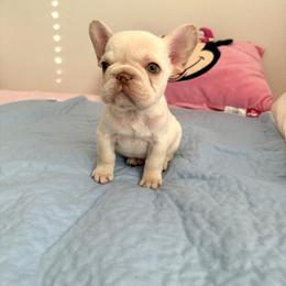 Mojo - Cream male French Bulldog puppy in Bakersfield, California from HOI Frenchies