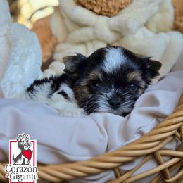 Max - Black tan and white male Biewer Terrier puppy in California from Corazon de gigante