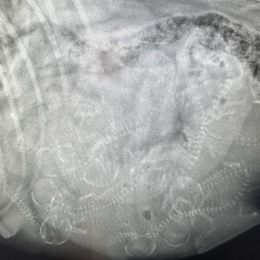 Goldendoodle puppies from Pumpkin Patch Doodles