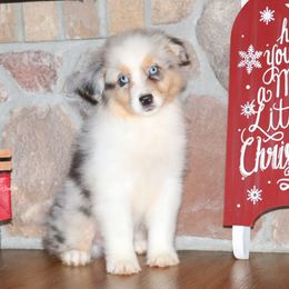 BMM4 - Blue merle male Australian Shepherd puppy in Chehalis, Washington from Wandering Acres Ranch