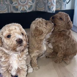Cavapoo, Cockapoo, Goldendoodle, and Maltipoo Puppies from Perdue Puppies