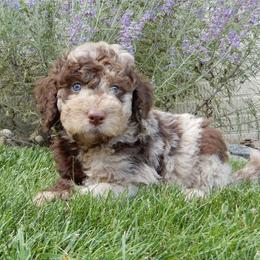 Henry - Merle male Labradoodle puppy in Millersburg, Ohio from My Pals