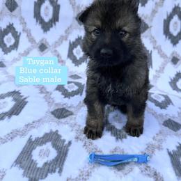 Tsygan - Sable male German Shepherd puppy in New Cambria, Missouri from Des Hausraben Shepherds