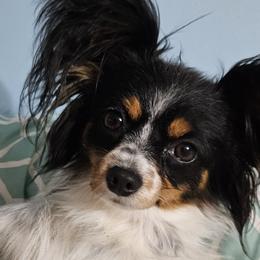 Companion Crosses, Papillons, and Pomeranians from Pomlove
