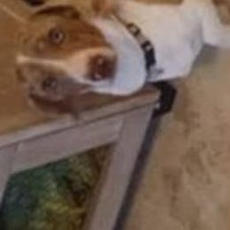 CASH - Dachshund