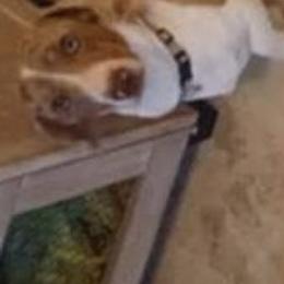 CASH - Dachshund