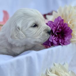 Pink - Light golden Golden Retriever puppy in Brewster, Washington from AB & Co. Goldens
