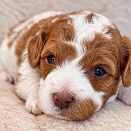 Rachel - Blenheim female Cavapoo puppy in Yuciapa, California from AlltheDoodlez_