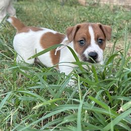 Russell Terrier Puppies from Claddagh Pastures