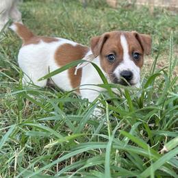 Russell Terrier Puppies from Claddagh Pastures