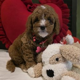 Colby - Red female Bernedoodle puppy in Bristol, Tennessee from 4goldendoodles