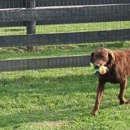 Chesapeake Bay Retrievers from Elizabeth Robinson's Chesapeake Bay Retrievers