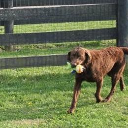 Chesapeake Bay Retrievers from Elizabeth Robinson's Chesapeake Bay Retrievers