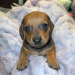 Dachshund Puppies from Jae’s Puppy House