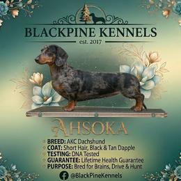 Ahsoka - Dachshund