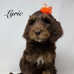 Lyric (Guardian Family ) - Chocolate female Goldendoodle puppy in La Grange, Georgia from Heartfelt GoldenDoodles
