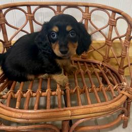 Milo - Black and tan male Dachshund puppy in Bennett, North Carolina from Cherished Dachshunds