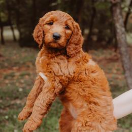 Goldendoodle Puppies from Bows & Ties Doodles