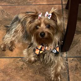 Mina - Yorkshire Terrier