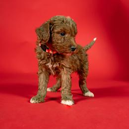 Oscar - Red  male Goldendoodle puppy in Payson, Utah from Country Sky Doodles