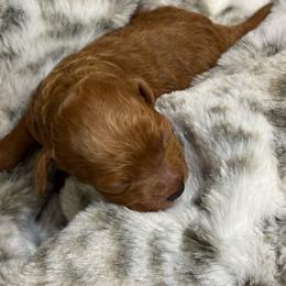 Joy - Golden female Cockapoo puppy in Gay, Georgia from That’s My Puppy