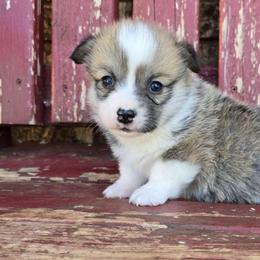 Dawson - Red male Pembroke Welsh Corgi puppy in Anton, Texas from X Bar's Lil Legs of Texas