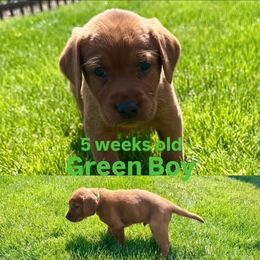 Labrador Retriever Puppies from McEnpoint Red Labs