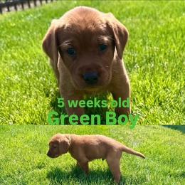Labrador Retriever Puppies from McEnpoint Red Labs