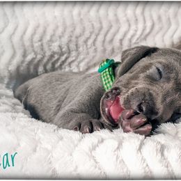 Boy 3 - Blue Weimaraner puppy in Jupiter, Florida from Khepri Weimaraners