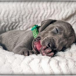 Boy 3 - Blue Weimaraner puppy in Jupiter, Florida from Khepri Weimaraners