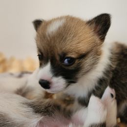 Pembroke Welsh Corgi Puppies from Corgis of Avalon