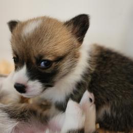 Pembroke Welsh Corgi Puppies from Corgis of Avalon
