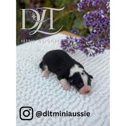 Miniature Australian Shepherd Puppies from DLT MiniAussie