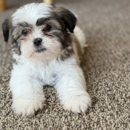 Max - Brindle and white male Mal-Shi puppy in Sacramento, California from FurKids