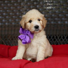 Australian Labradoodle, Bernedoodle, and Goldendoodle Puppies from Golden Fields Doodles