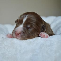 Rose - Red tri-color female Australian Shepherd puppy in Guthrie, Oklahoma from BB Blu Aussies