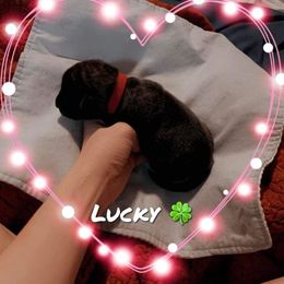 Boy 1 - Mastiff puppy in Walton, Nebraska from J & J Legacy Mastiffs
