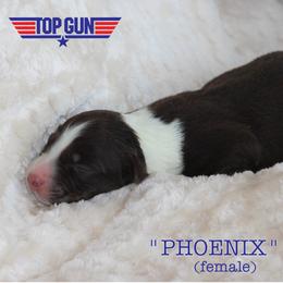 Phoenix - Red tri-color female Australian Shepherd puppy in Oklahoma City, Oklahoma from Mika’s Aussies