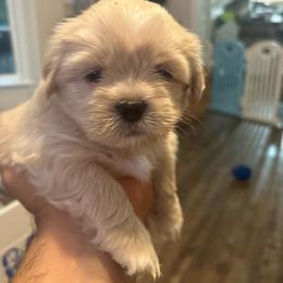 Green Collar - Cream male Lhasa Apso puppy in Port Royal, Virginia from Hearth and Hound Family Farms