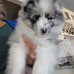 Poppy - Blue merle and white female Shetland Sheepdog puppy in Howel, Michigan from Allison Gilbert