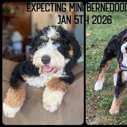 Juniper - Bernedoodle