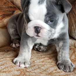 English Bulldog Puppies from Storm Stopping Bulldogs
