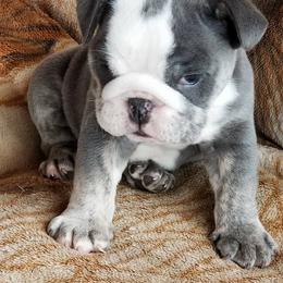 English Bulldog Puppies from Storm Stopping Bulldogs