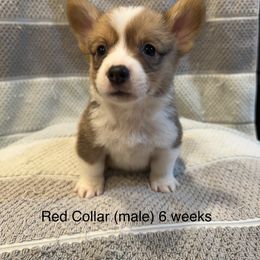 Red Collar “Tiny Timmy”(boy) - Red Pembroke Welsh Corgi puppy in Paris, Kentucky from Laurel Glen Farm Corgis