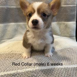 Red Collar “Tiny Timmy”(boy) - Red Pembroke Welsh Corgi puppy in Paris, Kentucky from Laurel Glen Farm Corgis