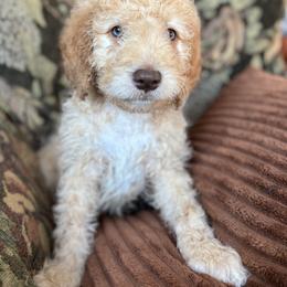 Pumpkin - Gold male Bordoodle puppy in Indianapolis, Indiana from Indiana Bordoodles