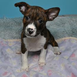 Finn...Brindle male, 1 - Brindle and white male Basenji puppy in Eugene, Oregon from Basenji Puppies